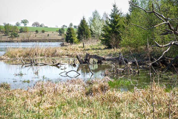 Paesaggio. Lago e palude su bellissimi alberi.