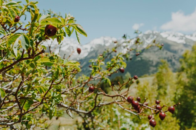 Paesaggio montano con alberi verdi