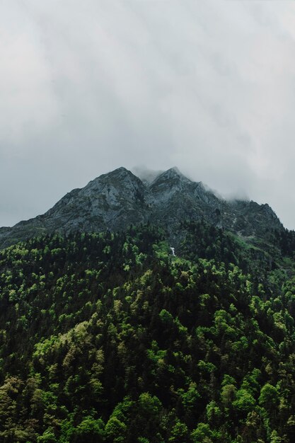 Paesaggio montano con alberi verdi