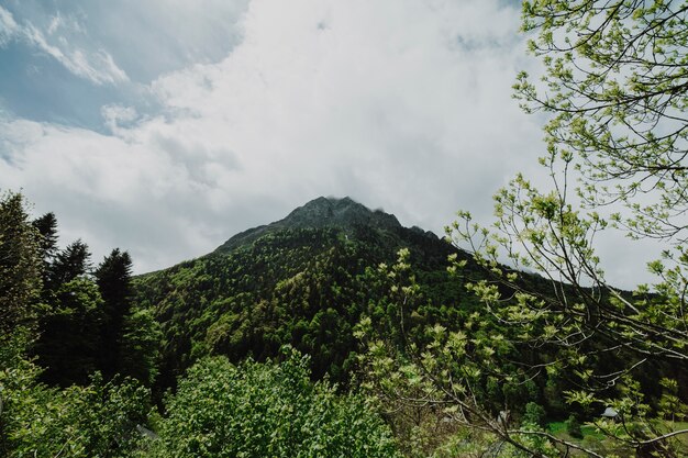 Paesaggio montano con alberi verdi