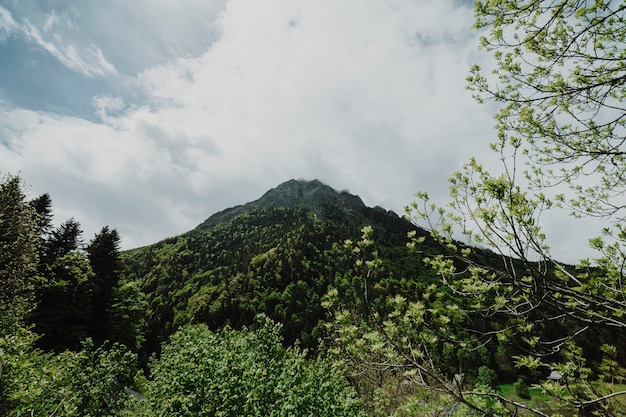 Paesaggio montano con alberi verdi