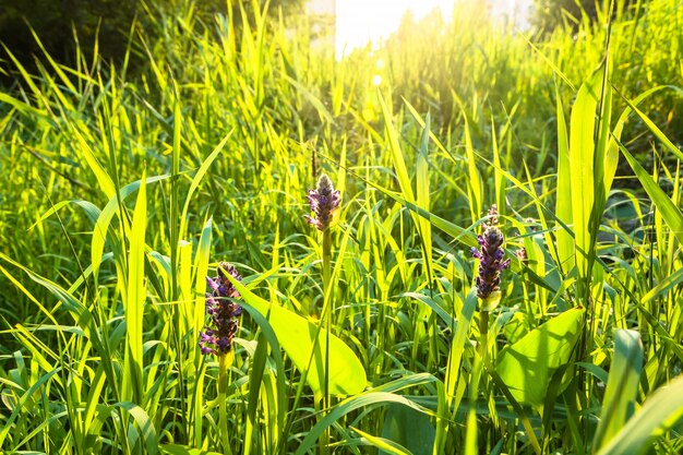 Paesaggio naturale con fiori viola