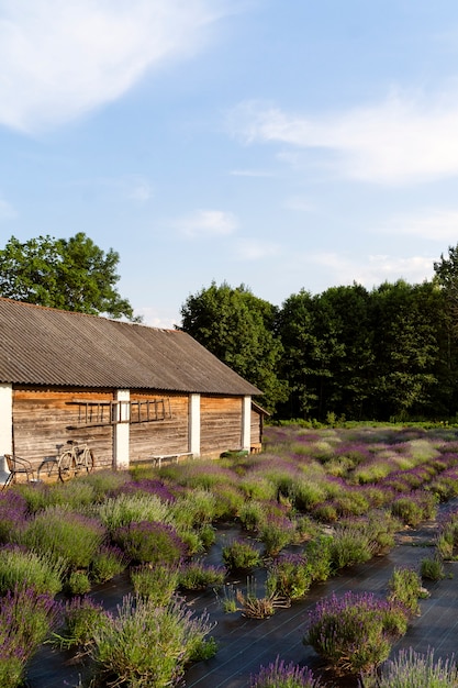 Paesaggio naturale con vecchia casa