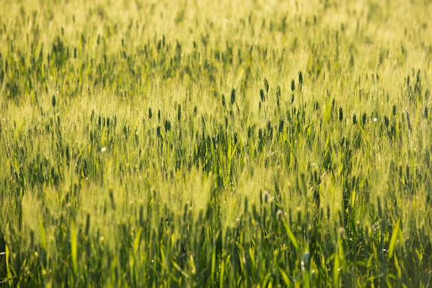 Paesaggio naturale di belle piante ad alto angolo