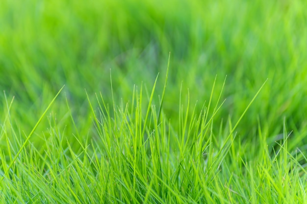 Paesaggio naturale vegetazione leggera verde