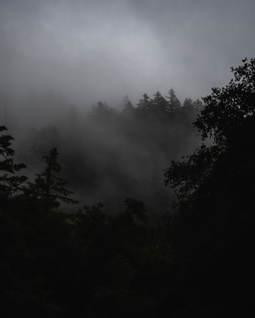 Paesaggio nebbioso con una foresta coperta di nebbia sotto nuvole scure