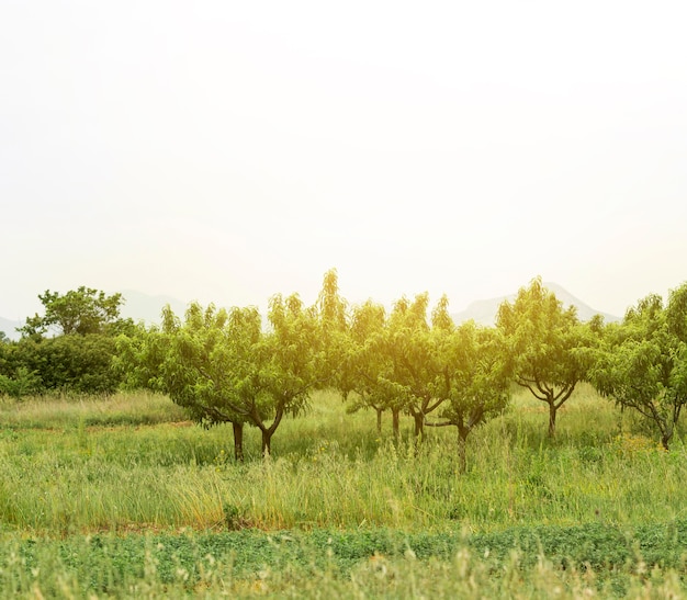 Paesaggio rurale con alberi verdi