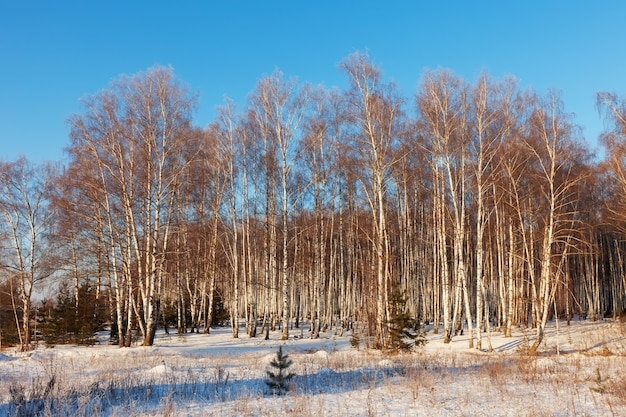 Paesaggio russo con foresta di betulle
