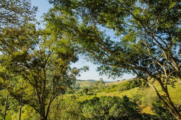 Paesaggio soleggiato con alberi