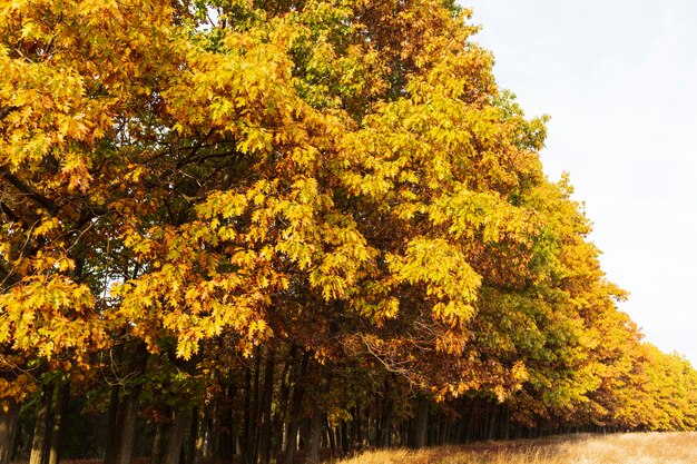 Paesaggio tranquillo e bellissimo alla luce del giorno