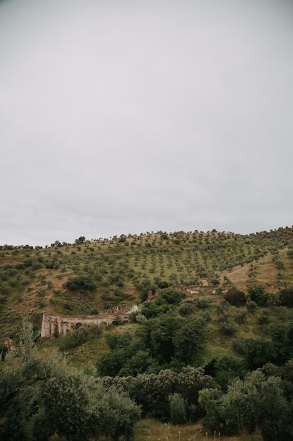 Paesaggio verde con molti alberi verdi e montagne sotto le nuvole temporalesche