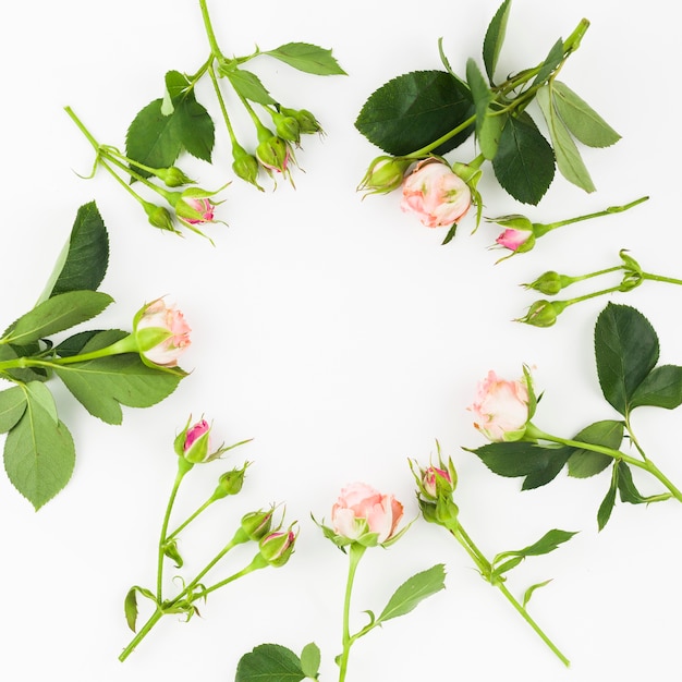 Pagina fatta con i germogli e le foglie di rose rosa su fondo bianco