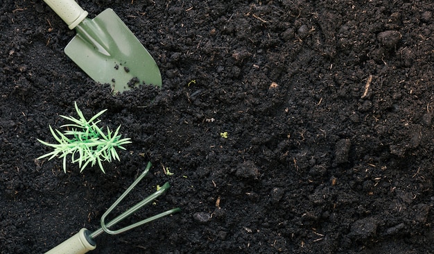 Pala di giardinaggio e rastrello di giardinaggio su sporcizia nera con la pianta