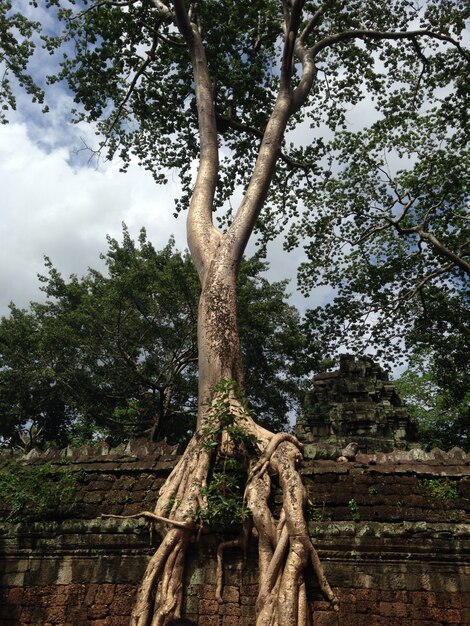 Palazzi di Anckor, Siem Reap, Camboda. Bel paradiso