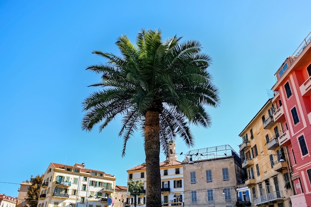 Palma con edifici a Sanremo, Italia