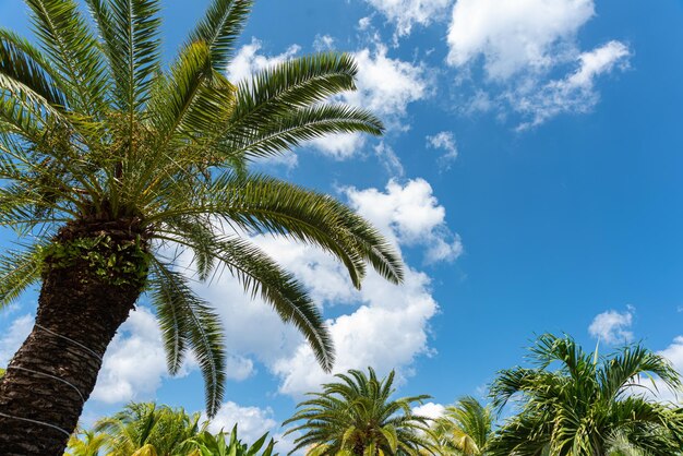 Palma su una spiaggia tropicale