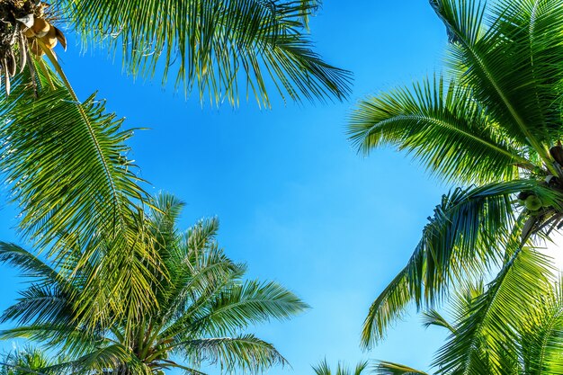 Palme da cocco. Sfondo tropicale.