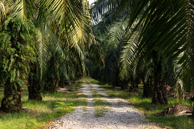 Palme in una piantagione di olio di palma nel sud-est asiatico