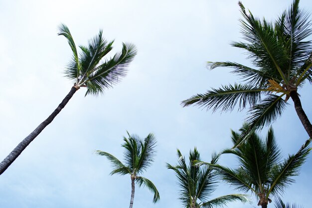Palme verdi alte a cielo azzurro cielo sulla spiaggia