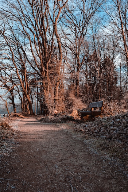 Panca in legno su un sentiero circondato da foglie secche ed erba sotto la luce del sole in un parco