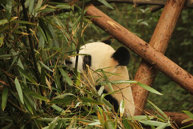 panda e bambù