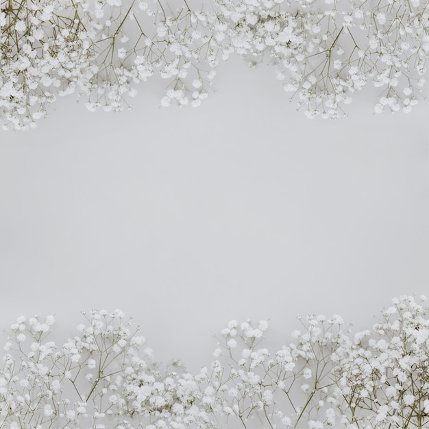 paniculata fiori su sfondo grigio con copyspace in mezzo