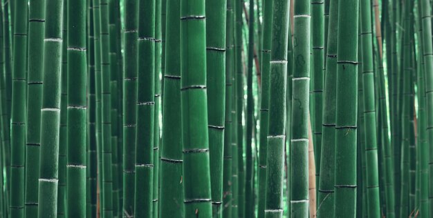 Panorama del boschetto di bambù ad Arashiyama, Kyoto, Giappone.