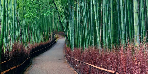Panorama del boschetto di bambù ad Arashiyama, Kyoto, Giappone.