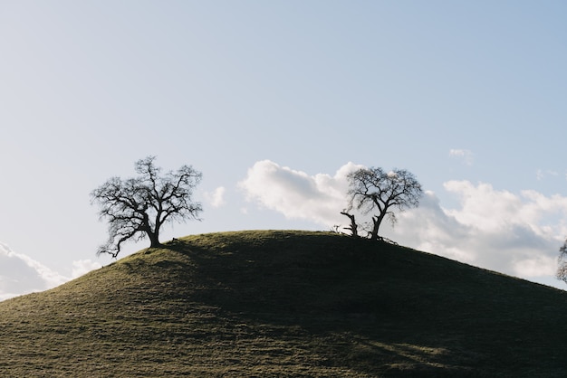 Panoramica degli alberi su una collina verde sotto un chiaro cielo con le nuvole bianche