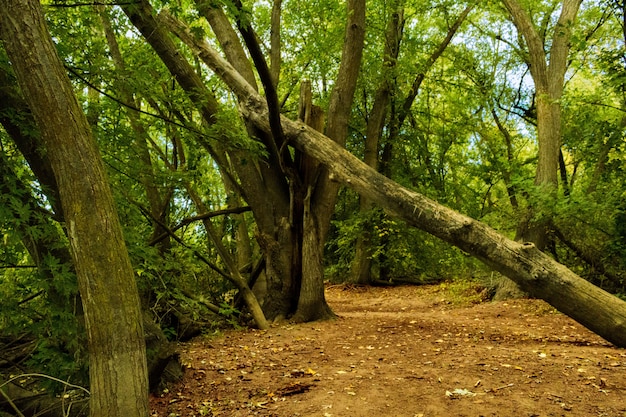 Panoramica degli alberi verdi e un albero caduto in una foresta