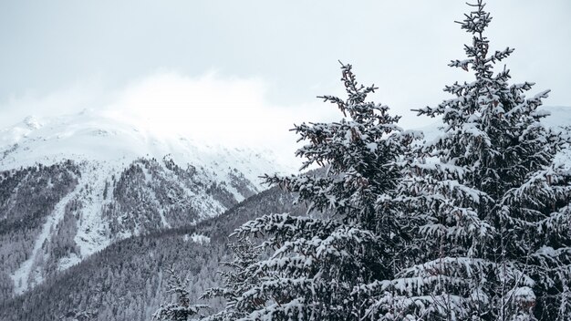 Panoramica dei pini e delle montagne coperte in neve