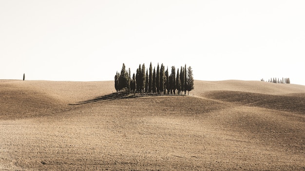 Panoramica dei pini in un campo del deserto sotto il chiaro cielo