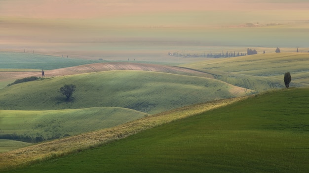 Panoramica delle colline erbose con alberi sotto un cielo nuvoloso