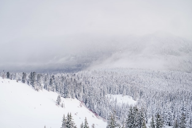 Panoramica delle montagne piene di neve bianca e tonnellate di abeti rossi