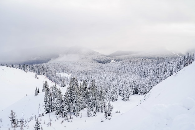 Panoramica delle montagne piene di neve bianca e un sacco di abeti rossi sotto un cielo