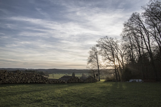 Panoramica delle pile di legna da ardere su un campo di erba circondato dagli alberi durante il tramonto