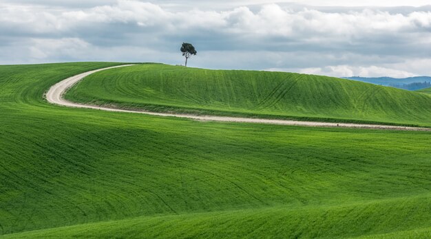 Panoramica di un albero verde isolato vicino ad una via in un bello campo verde