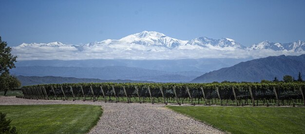 Panoramica Vista ipnotizzante di prati organizzati con una grande montagna bianca come la neve all'orizzonte