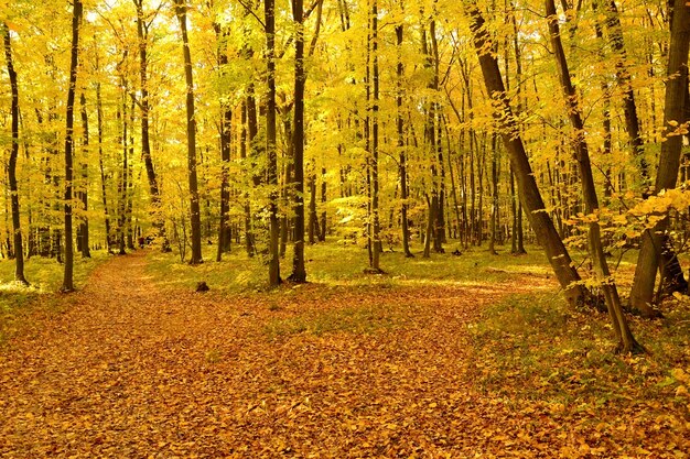 &quot;Parco autunnale di autunno&quot;