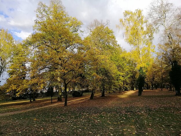 Parco circondato da alberi coperti di foglie colorate durante l'autunno in Polonia