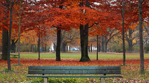 Parco circondato da foglie colorate e alberi con una panca in legno durante l'autunno