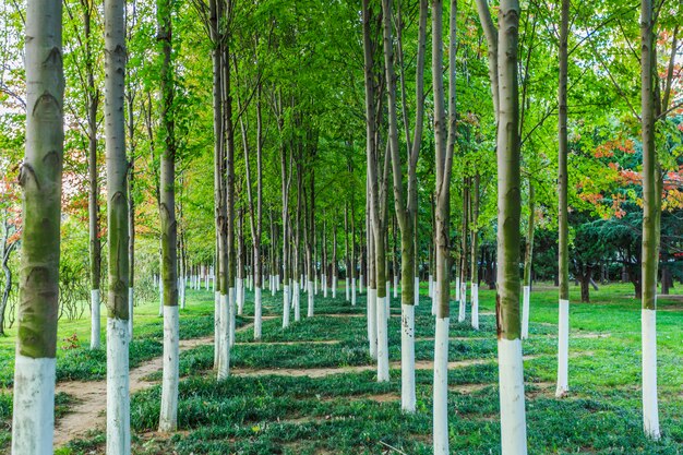 parco con alberi