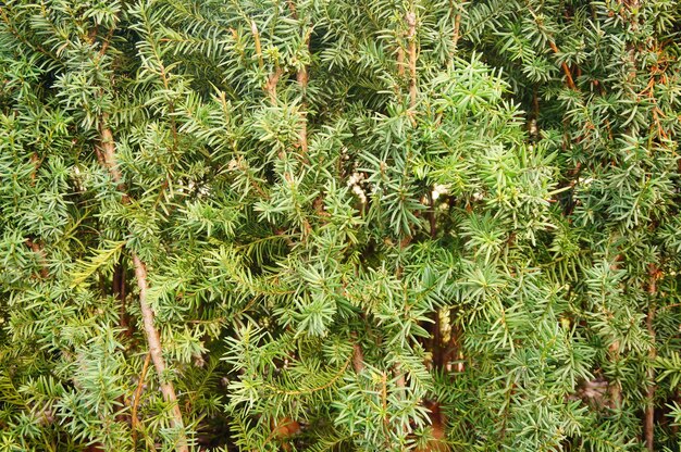 Parco con una bellissima pianta di taxus baccata verde