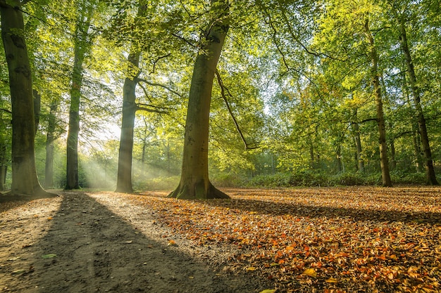 Parco coperto tra gli alberi sotto la luce del sole