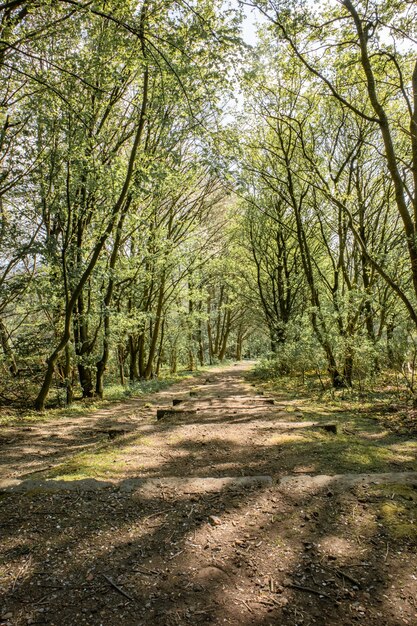 Parco verde con alberi durante una giornata di sole