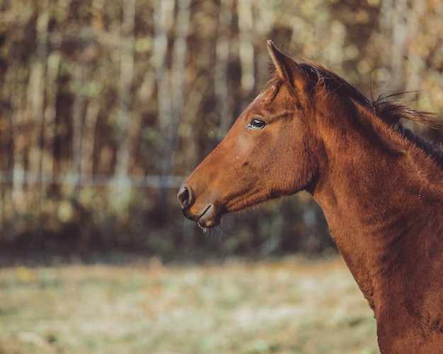 passeggiata a cavallo