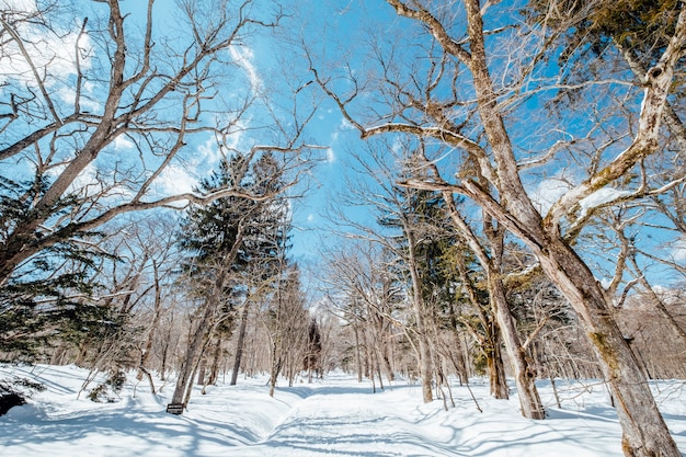 passerella con neve e albero secco, Giappone