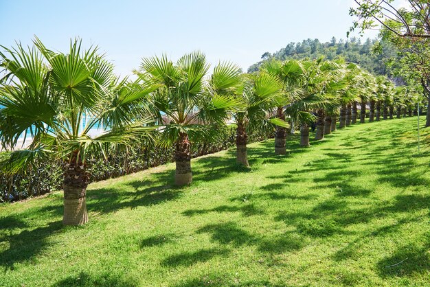 Passerella nel parco estivo con palme. Amara Dolce Vita Luxury Hotel. Ricorrere. Tekirova-Kemer. tacchino