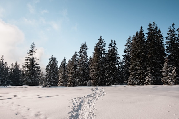 Passi sulla neve che portano al bosco di abeti rossi in inverno