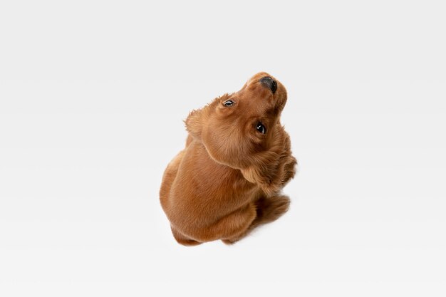 Pazza giovinezza pura. Il giovane cane di cocker spaniel inglese sta proponendo.